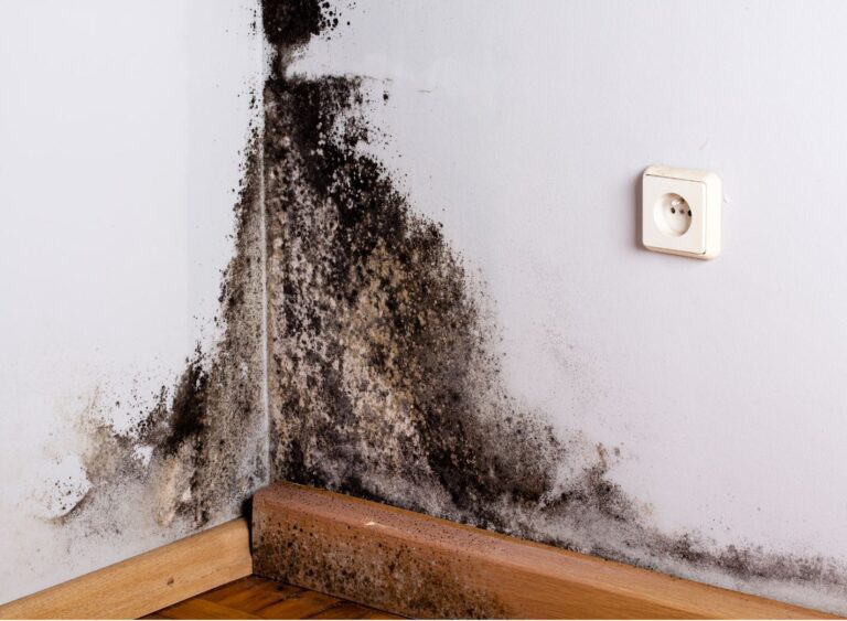 picture of the mold in the corner of the wall.