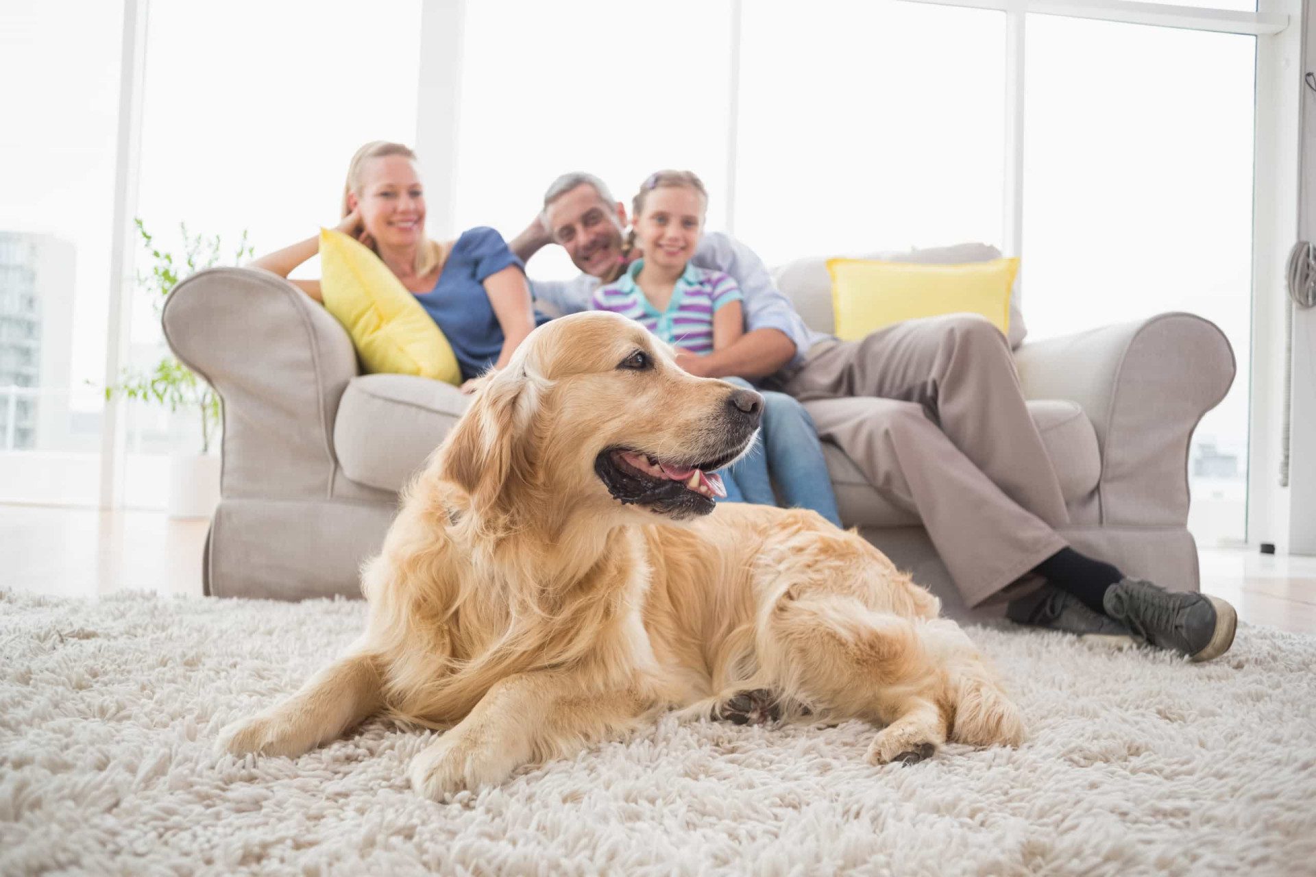 a dog sitting on the carpet and a family sitting on the couch in background in happy mood.