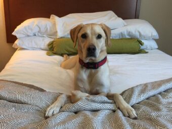 dog on bed