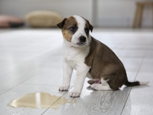 odors from puppy accidents